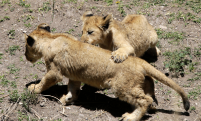 Africam Safari, informa del nacimiento de 3 cachorros de león