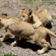 Africam Safari, informa del nacimiento de 3 cachorros de león