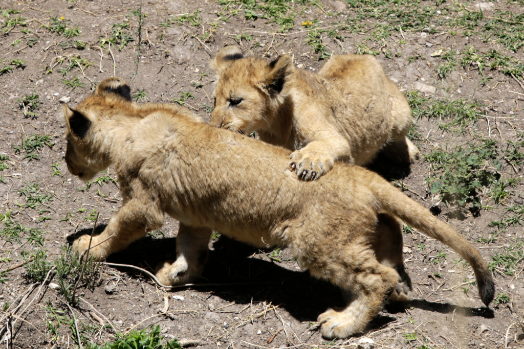 Africam Safari, informa del nacimiento de 3 cachorros de león