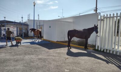 Sin daños animales del CMERI, tras incendio en terreno aledaño