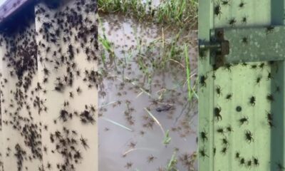 Millones de arañas invaden casas en Australia por inundaciones