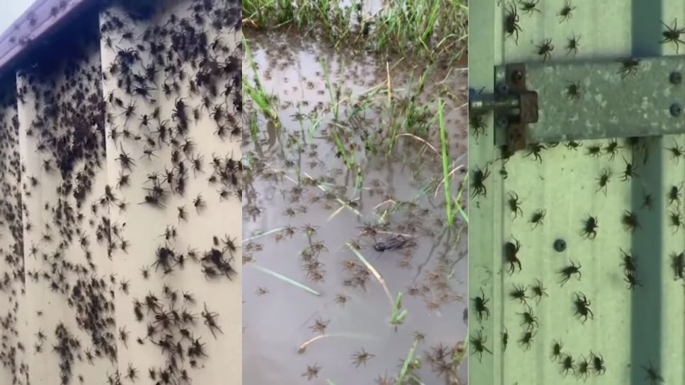 Millones de arañas invaden casas en Australia por inundaciones
