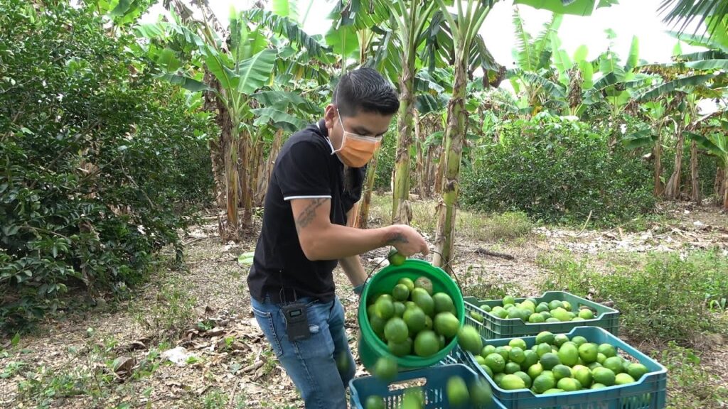 México:  rompe récord histórico en precio del limón
