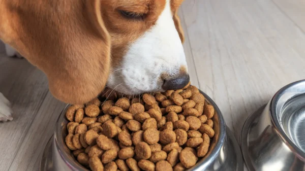 croquetas, perro, alimento croquetas, iva, impuestos, puebla, hoy