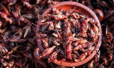 Insectos comestibles  que forman parte del patrimonio biocultural de San Pedro Cholula
