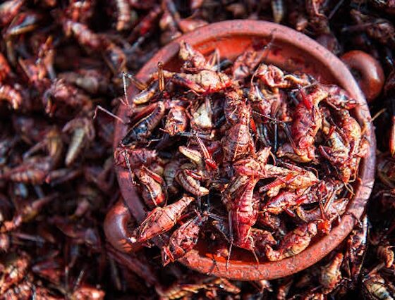 Insectos comestibles  que forman parte del patrimonio biocultural de San Pedro Cholula