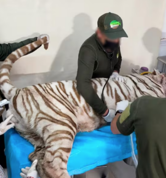 Kenzo, el tigre de bengala, muere tras operativo de captura en Edomex