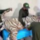 Kenzo, el tigre de bengala, muere tras operativo de captura en Edomex