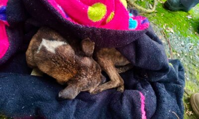 Rescatan a mascota atrapada en pozo de la colonia Nuevo León