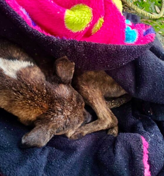 Rescatan a mascota atrapada en pozo de la colonia Nuevo León