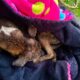 Rescatan a mascota atrapada en pozo de la colonia Nuevo León