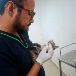 SEDIF resguarda a familia felina y protege aves en Parque del Arte